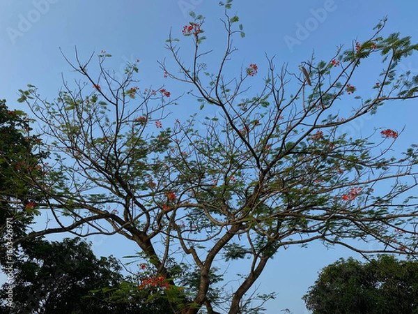 Fototapeta Delonix regia or flame tree, with clear blue sky background, view from below