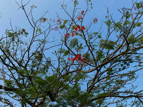 Fototapeta Delonix regia or flame tree, with clear blue sky background, view from below