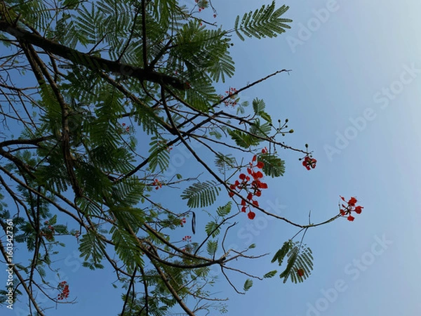 Fototapeta Delonix regia or flame tree, with clear blue sky background, view from below