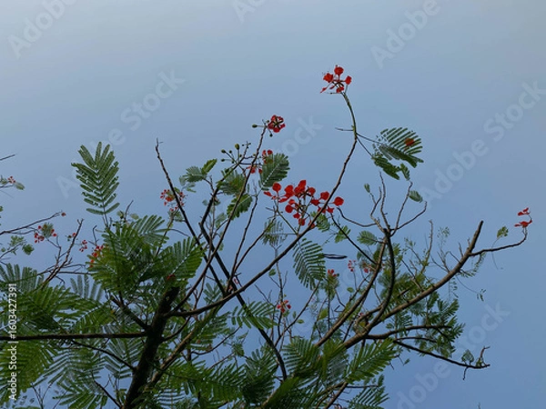 Fototapeta Delonix regia or flame tree, with clear blue sky background, view from below