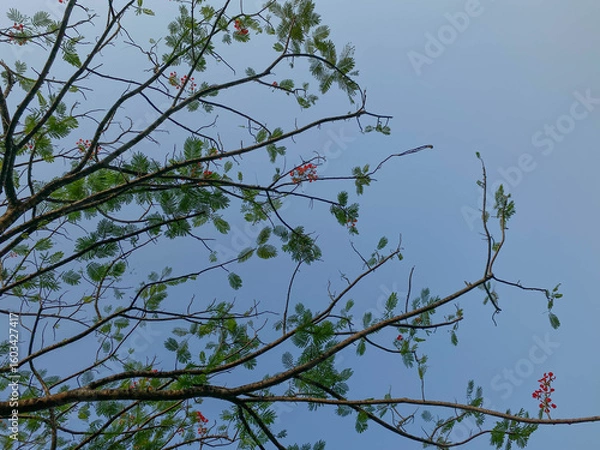 Fototapeta Delonix regia or flame tree, with clear blue sky background, view from below