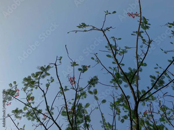 Fototapeta Delonix regia or flame tree, with clear blue sky background, view from below