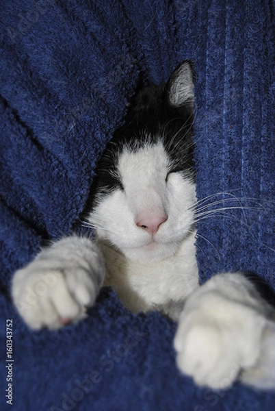 Fototapeta napping cat