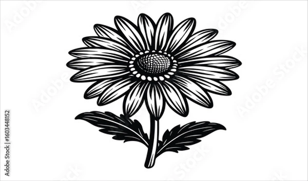 Fototapeta Vintage engraved daisy flower with leaves and stem black and white illustration