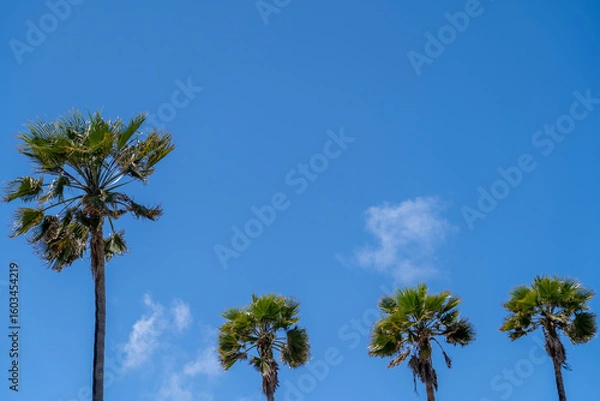 Obraz Palm trees in the blue sky