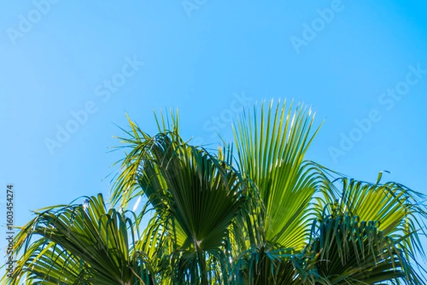 Obraz Palm tree leaves in the blue sky