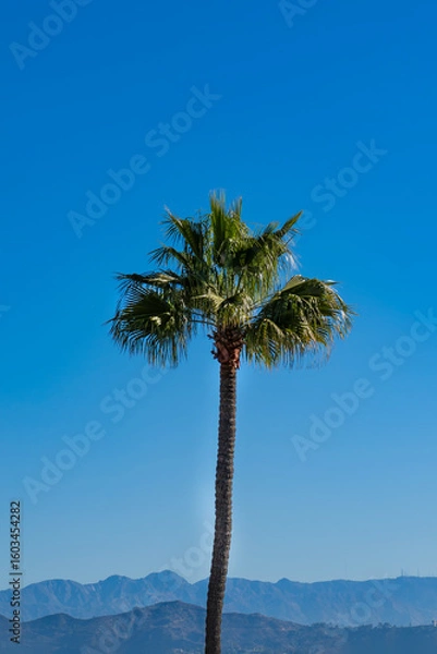 Obraz Palm tree in a blue sky