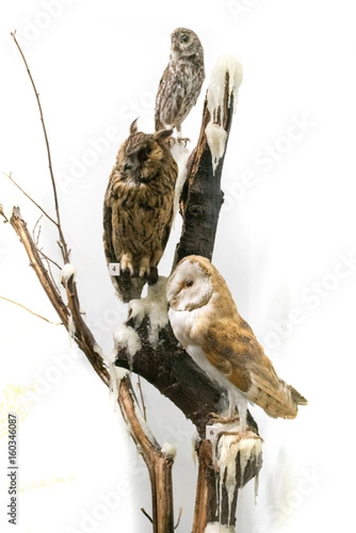 Obraz Stuffed owls perching on branch against plain white background, studio shot.