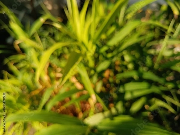 Obraz blurry close up of fern leaves