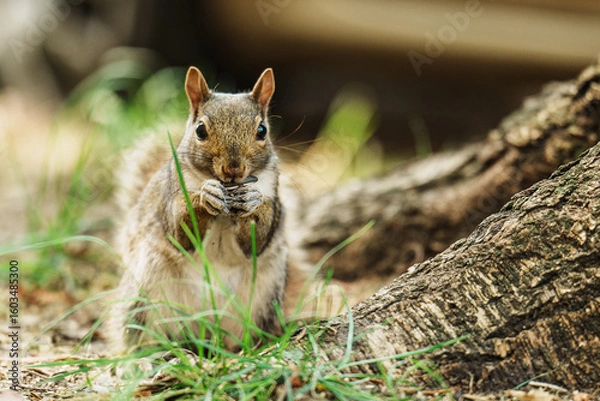 Fototapeta A vibrant image capturing a squirrel munching on nuts while sitting near a tree in the forest. Perfect depiction of wildlife and nature’s beauty.