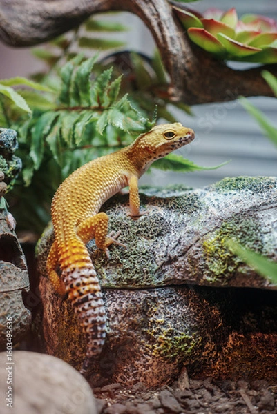 Fototapeta Leopard gecko basking on a textured rock surrounded by vibrant green foliage in an indoor habitat. The scene captures the reptile’s unique patterns and the natural aesthetic of the terrarium.