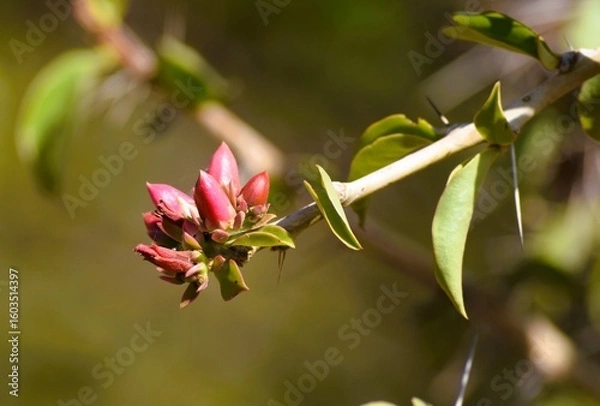 Obraz Beleza natural