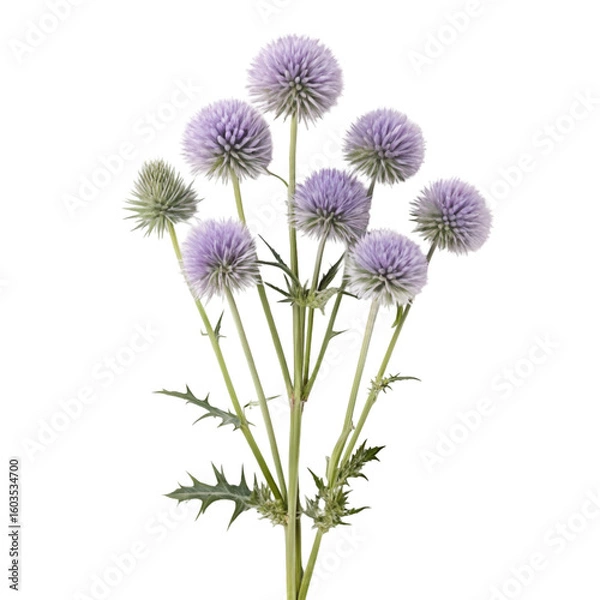 Obraz thistle flower isolated on white