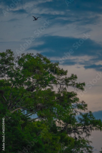 Obraz Bird in Flight over a tree