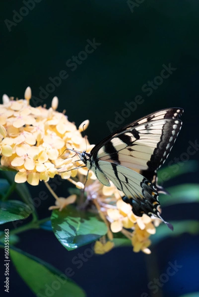 Obraz Butterfly on yellow flower