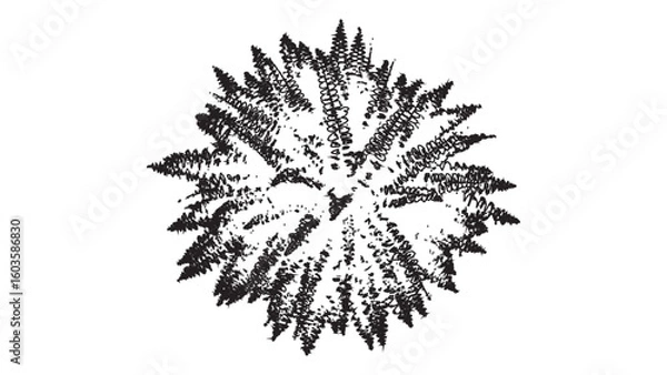 Fototapeta Stylized Fern Silhouette Vector Illustration Isolated on Transparent Background Art