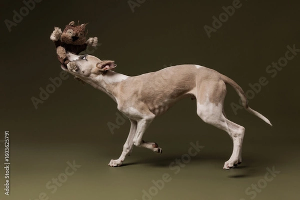 Obraz A playful whippet dashes across the frame, gripping a stuffed toy in its mouth with joy and energy, frozen mid-action against an olive green backdrop.
