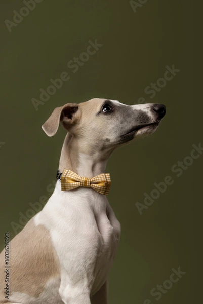 Obraz A stylish whippet puppy sits gracefully in a yellow checkered bow tie, looking curiously ahead against an olive green backdrop. 