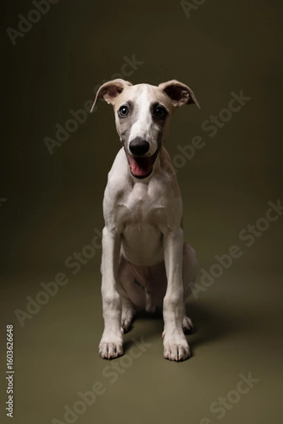 Obraz  stylish whippet puppy sits gracefully, looking curiously ahead against an olive green backdrop. Pure charm and elegance.