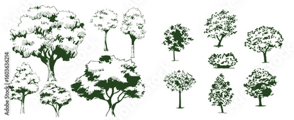 Fototapeta Vector drawing set of trees in engraving style. vintage tree illustration, black and white sketch