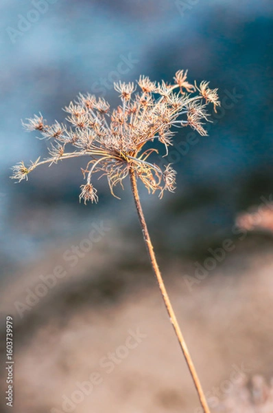 Fototapeta A close-up of a dried wildflower, showcasing its delicate textures and forms.