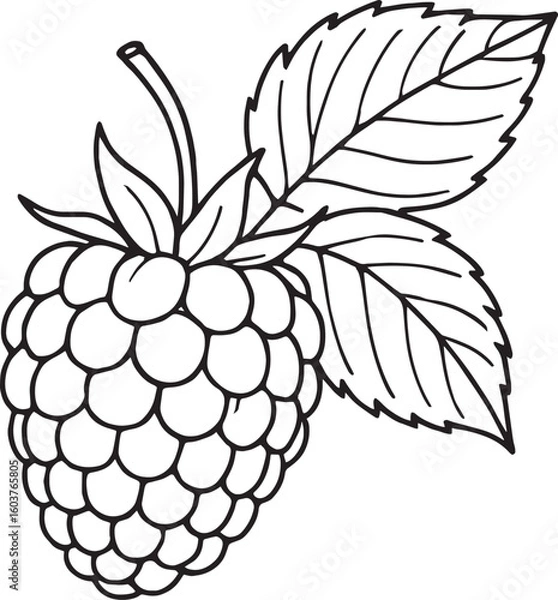 Obraz Simple black line art of a raspberry with leaves fruit food