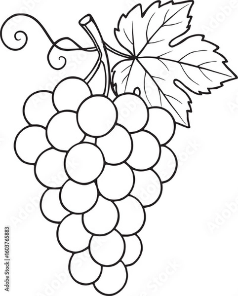 Obraz Simple line art bunch of grapes with leaf and vine fruit food