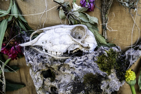 Obraz Dead goat skull