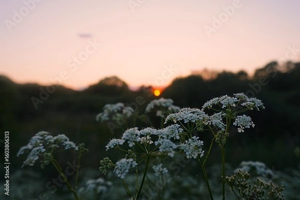 Obraz sunset over field