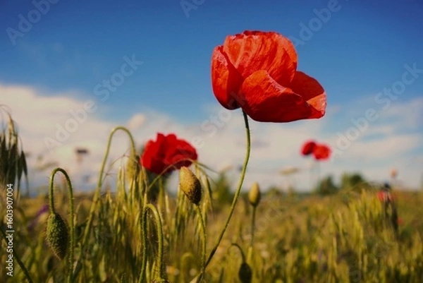 Obraz red poppy in the field