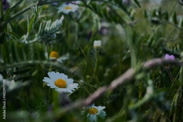 Obraz daisies in the grass