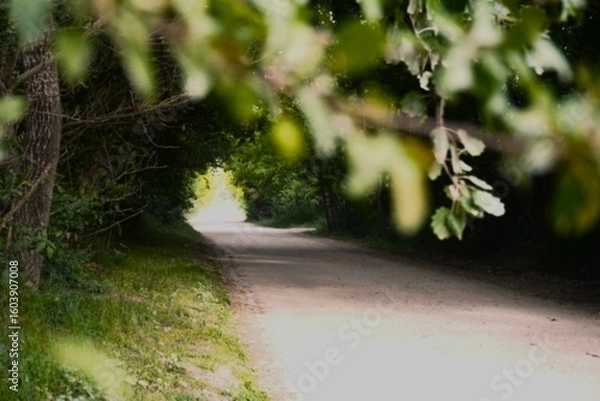 Obraz road in the forest