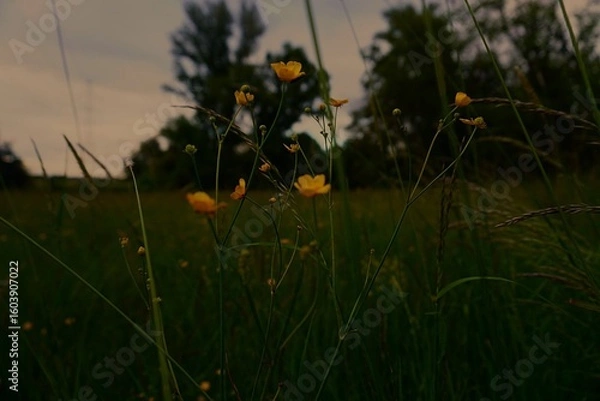 Obraz yellow flowers with darker backround