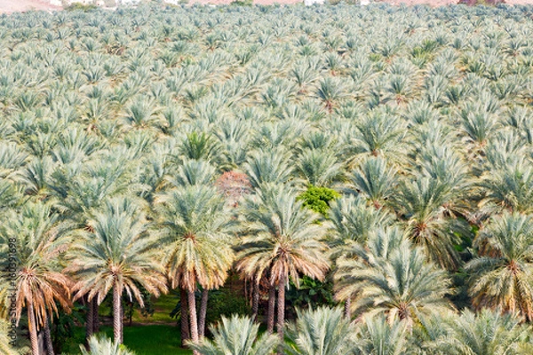 Fototapeta in oman garden and the cultivation of palm fruit from high