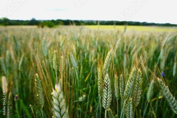 Obraz green wheat field