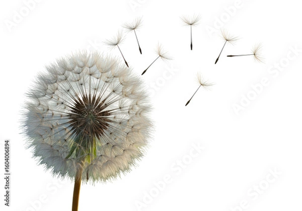 Obraz Isolated Dandelion Clock with Seeds Dispersing in the Wind