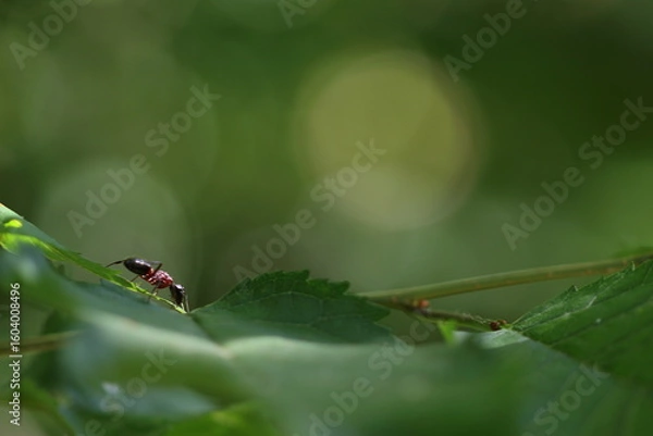 Fototapeta Fourmi en chemin
