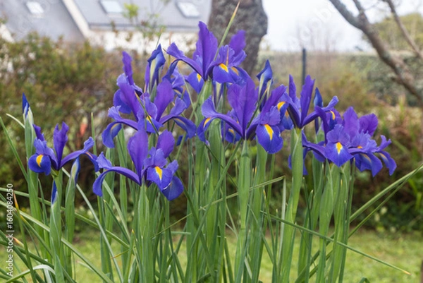 Obraz Iris flower in a garden during spring