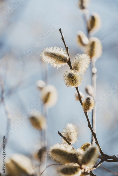 Obraz Weidenkätzchen