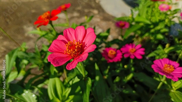 Fototapeta A very beautiful and pretty flower. A flower that blooms in a variety of colors. A flower that blooms in the sunlight. A colorful flower.