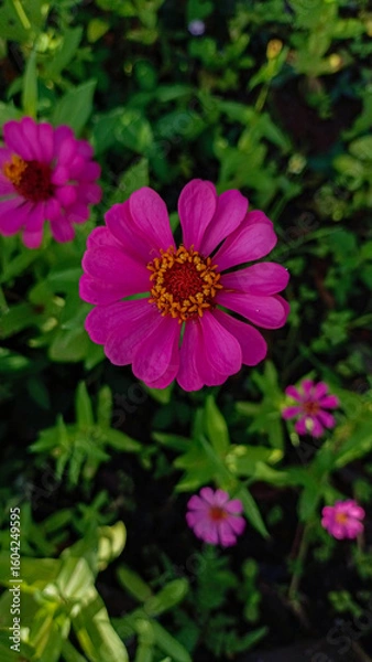 Fototapeta A very beautiful and pretty flower. A flower that blooms in a variety of colors. A flower that blooms in the sunlight. A colorful flower.