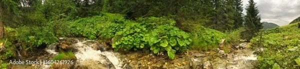 Fototapeta Lush forest stream panorama with vibrant greenery and cascading water