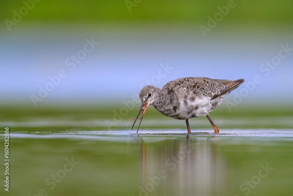 Fototapeta Dunkelwasserläufer (Tringa erythropus) spotted redshank