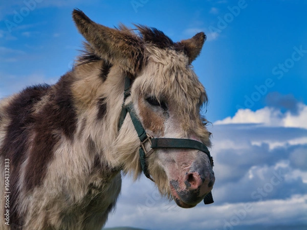 Fototapeta A fuzzy donkey stands under a striking blue sky in Ireland, capturing the essence of rural life.