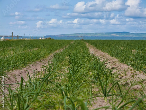 Fototapeta Vibrant onion crops stretch towards the horizon against a backdrop of blue skies and distant mountains in Kerry, Ireland.