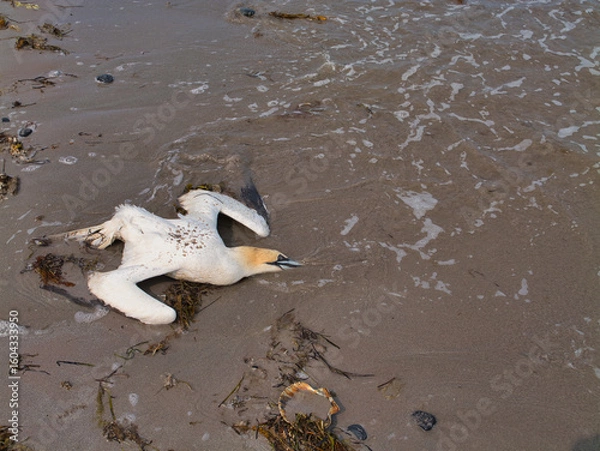 Fototapeta A dead gannet lies on the wet sandy shore in Ireland, its wings spread against the incoming tide, evoking a sense of natural cycle.