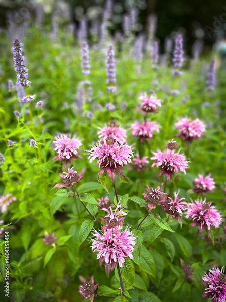 Obraz Pink bee balms with lavender in the background