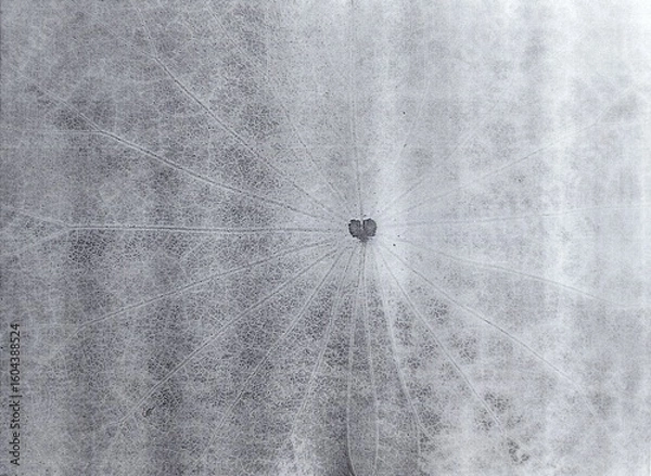 Fototapeta Black and white a dried leaf skeleton showing delicate, translucent veins. The organic lines radiate symmetrically from a small heart-shaped center. 
