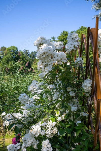 Obraz cherry tree in bloom