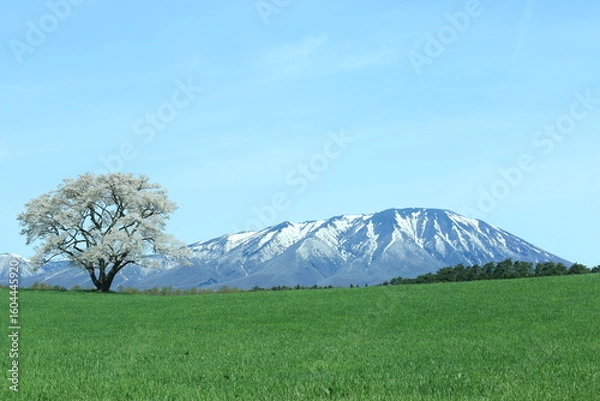 Obraz 岩手山と一本桜